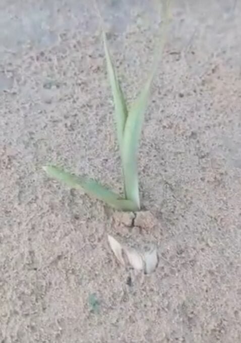 Germination of Napier grass seed