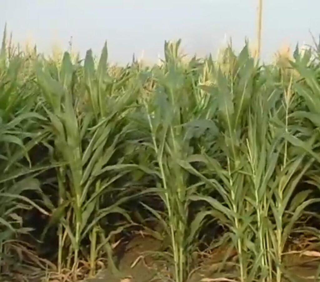 Fodder Maize Cultivation Practices