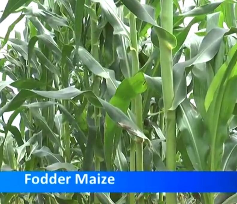 Maize