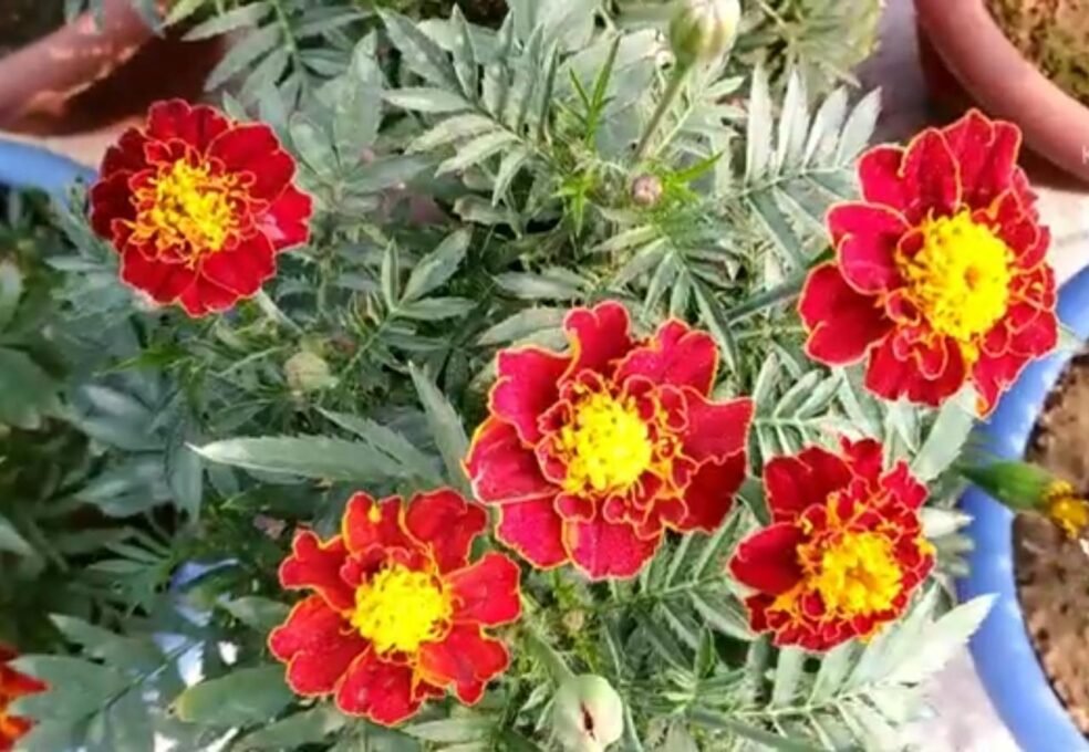 French marigold 