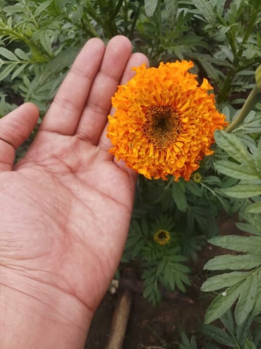 marigold flower