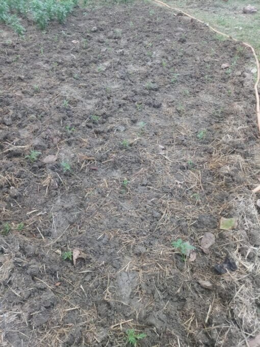 Marigold cultivation / Gende ki Kheti