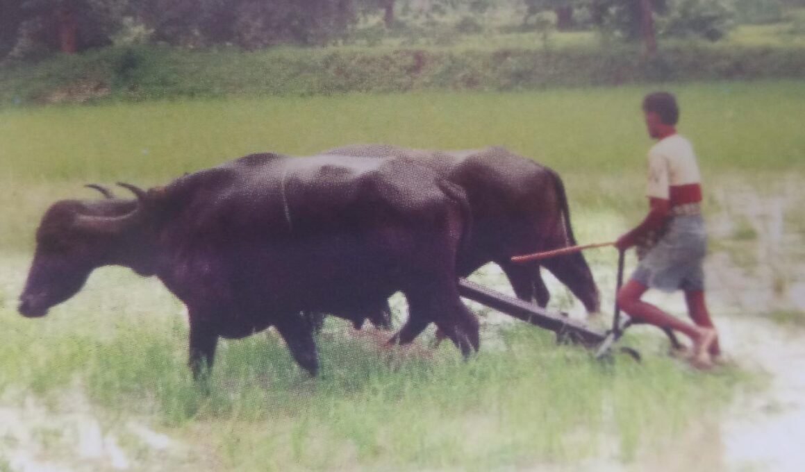 मानव चलित एवं पशु चलित कृषि यंत्र