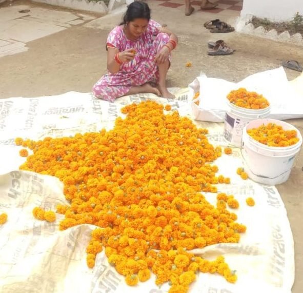 Marigold Farming: A2Z Cultivation Guidelines|General Information