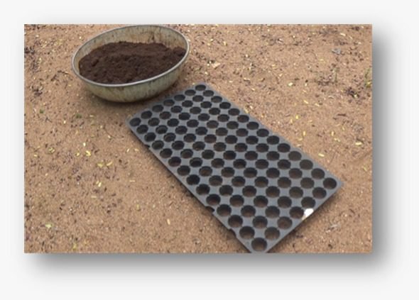 pro tray and cocopeat