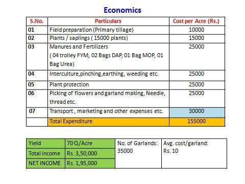 Marigold Cost of Cultivation