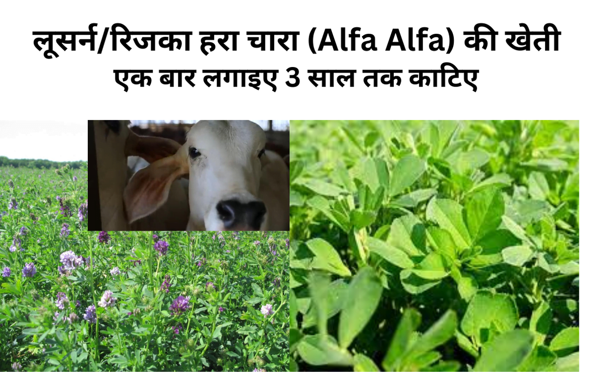 लूसर्न (Alfa Alfa) की खेती 